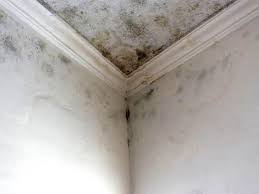 Best Industrial Mold Remediation in Carmel, IN