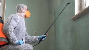 Best Basement Mold Removal in Carmel, IN