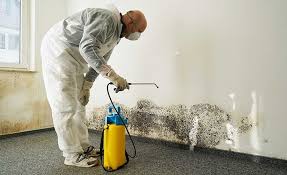  Carmel, IN Mold Removal Pros